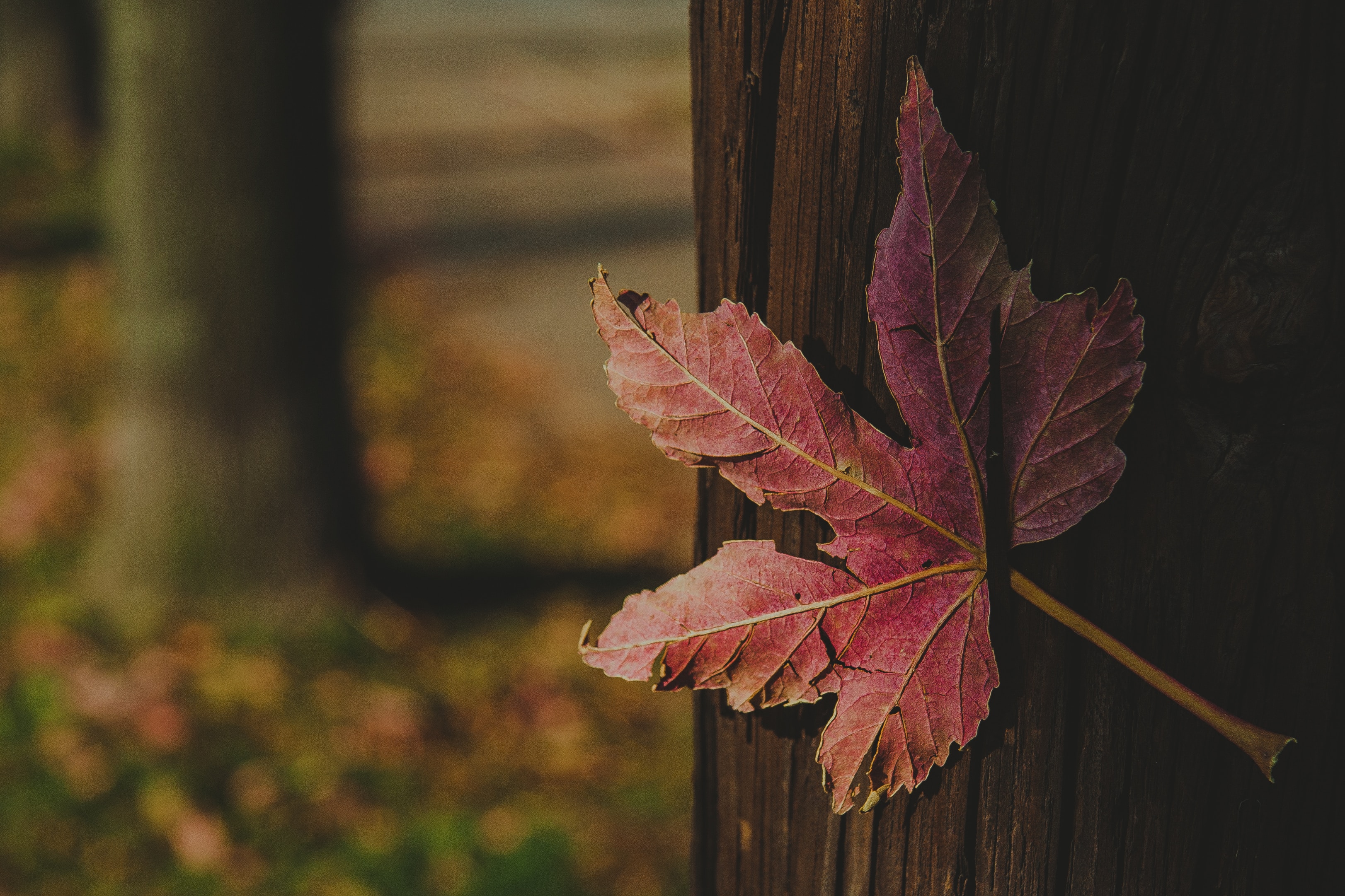 test alt text
